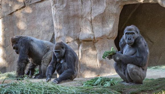 El comunicado no dice cuántos de los 20 gorilas del zoológico de Atlanta están siendo tratados de coronavirus.