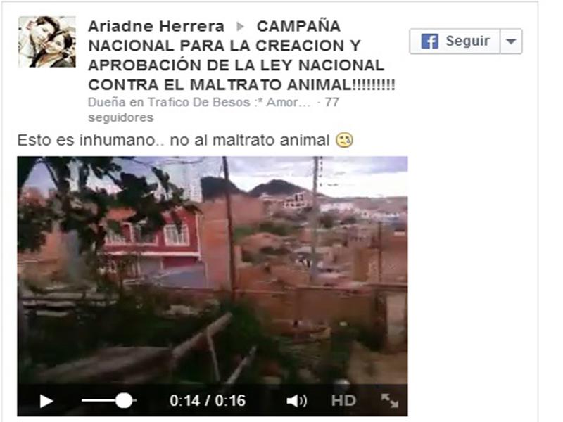 Terrible: Joven lanza a gatito al ritmo de 'El gato volador' [VIDEO]