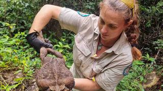 Un agresivo sapo gigante de 2.7 kilos fue hallado en parque y tuvieron que practicarle la eutanasia