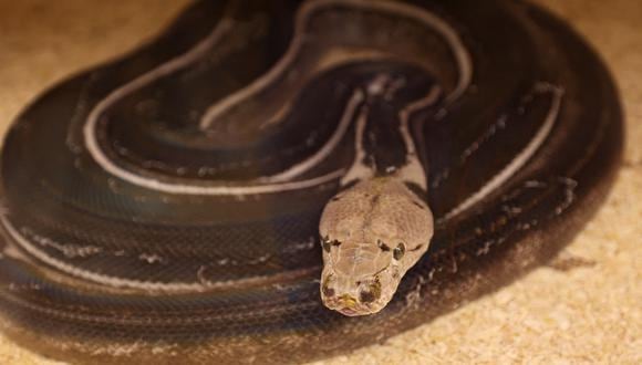 Imagen referencial de una serpiente. (Foto: Fayez Nureldine / AFP)