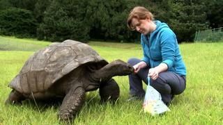 La tortuga Jonathan cumple 190 años, es el animal terrestre más viejo del mundo y está enamorado