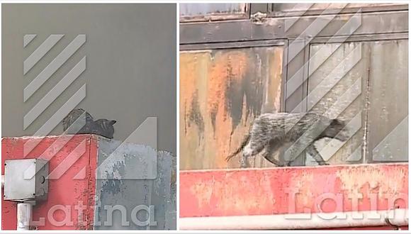 ​Incendio en Las Malvinas: gatito aparece entre los escombros, pero aún no es rescatado