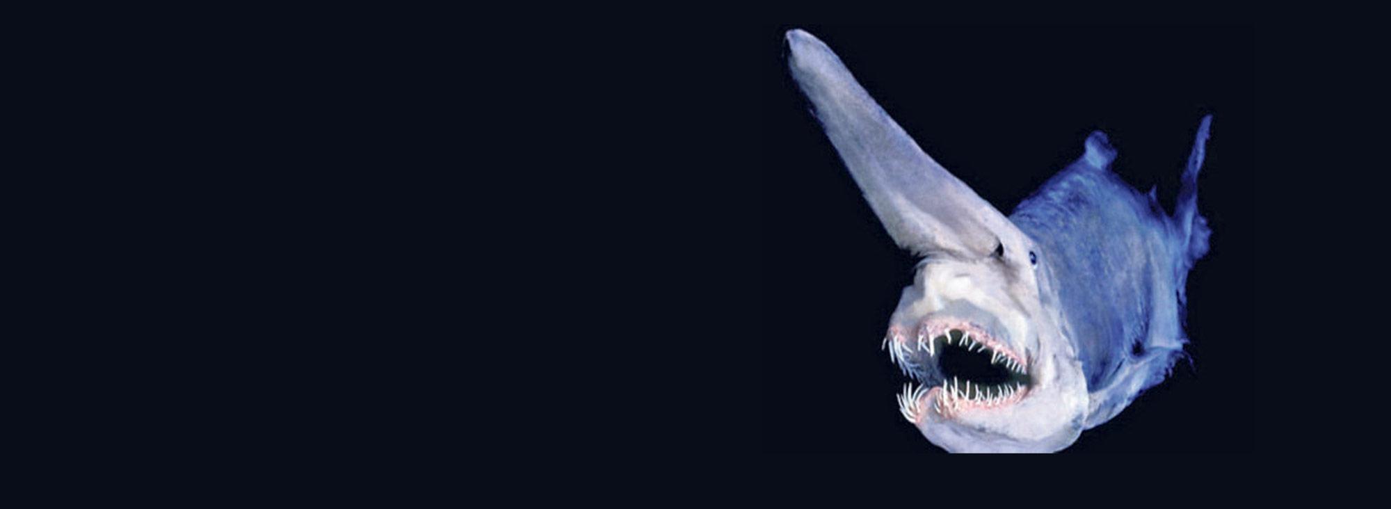 Capturan un tiburón duende prehistórico, apodado el "Alien de las profundidades"