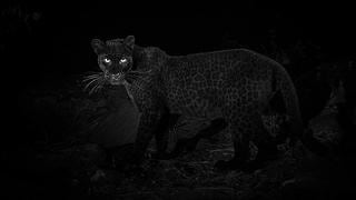 Logran tomar raras fotografías al leopardo negro en África luego de 100 años