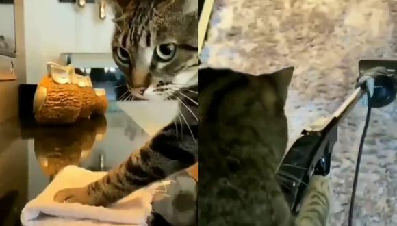 Un video viral muestra a un hacendoso gatito "ayudando" a su dueño con las tareas del hogar. | Crédito: @nocatplaces / Twitter
