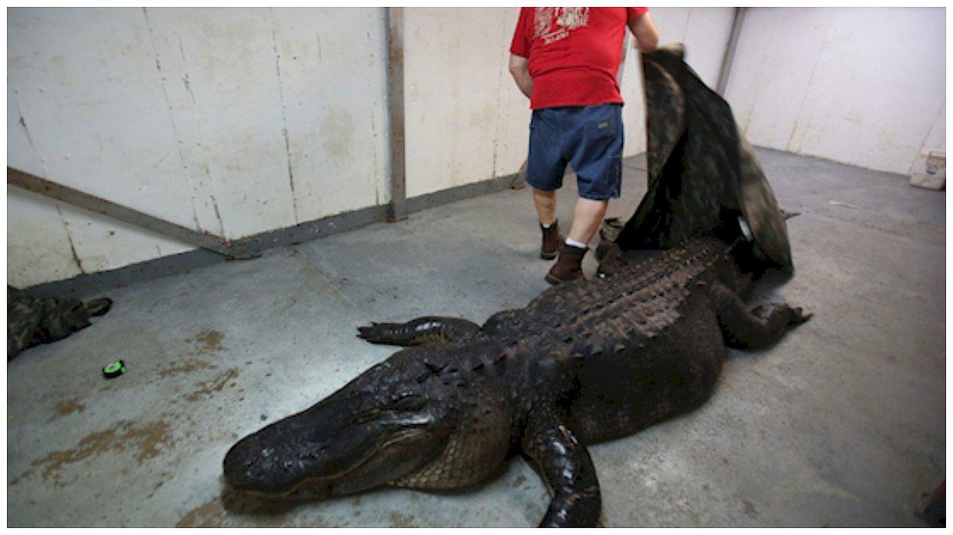 Capturan al cocodrilo más grande y lo que hallan dentro de él deja en shock [FOTOS]