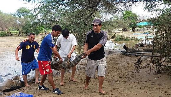 ​Caimanes y cocodrilos escapan de zoológico tras desborde de río en Lambayeque
