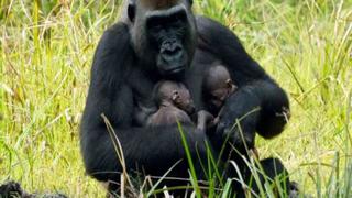 ¡Lindos! Parque registra dos nuevos nacimientos de gorilas de montaña y número sigue aumentando