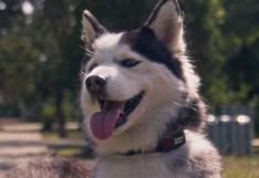 Crean collares inteligentes para perros que pueden predecir sismos