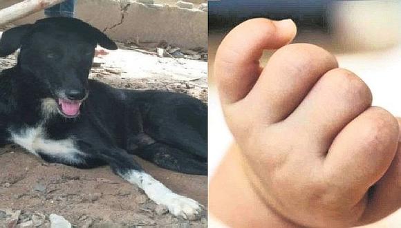 ​Bebé fue enterrado vivo por su madre, perro lo encuentra y lo salva