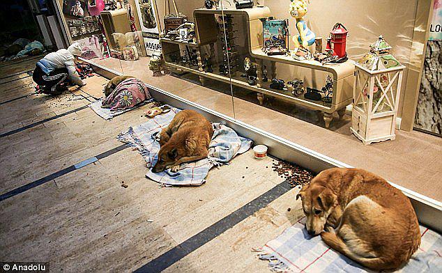 ​Estambul, en Turquía, es capital histórica de perros y gatos callejeros (VIDEO)