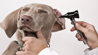 ¿Tu perro sufre de otitis? Este es el correcto tratamiento para curarlo