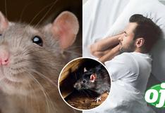 ¿Qué significa soñar con ratas? Descubre que significado oculto de soñar con este animal 