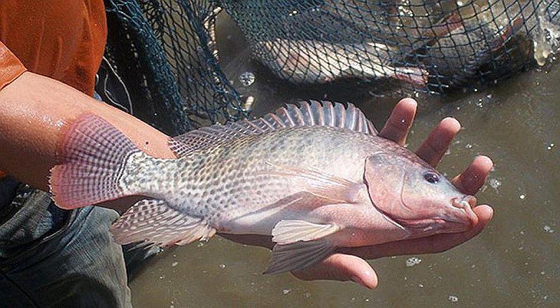 Confirman virus de la Tilapia Lacustre en la región San Martín 