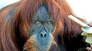 ​Orangután más viejo del mundo muere a los 62 años en zoo australiano