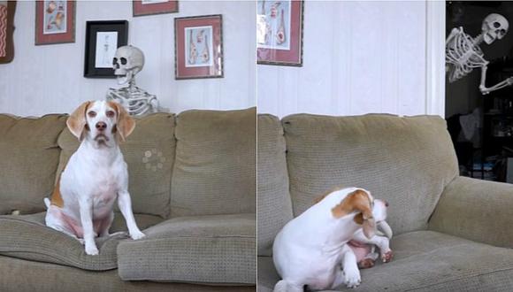 Mascotas: Le hacen terrorífica broma por Halloween y esta es su reacción [VIDEO]