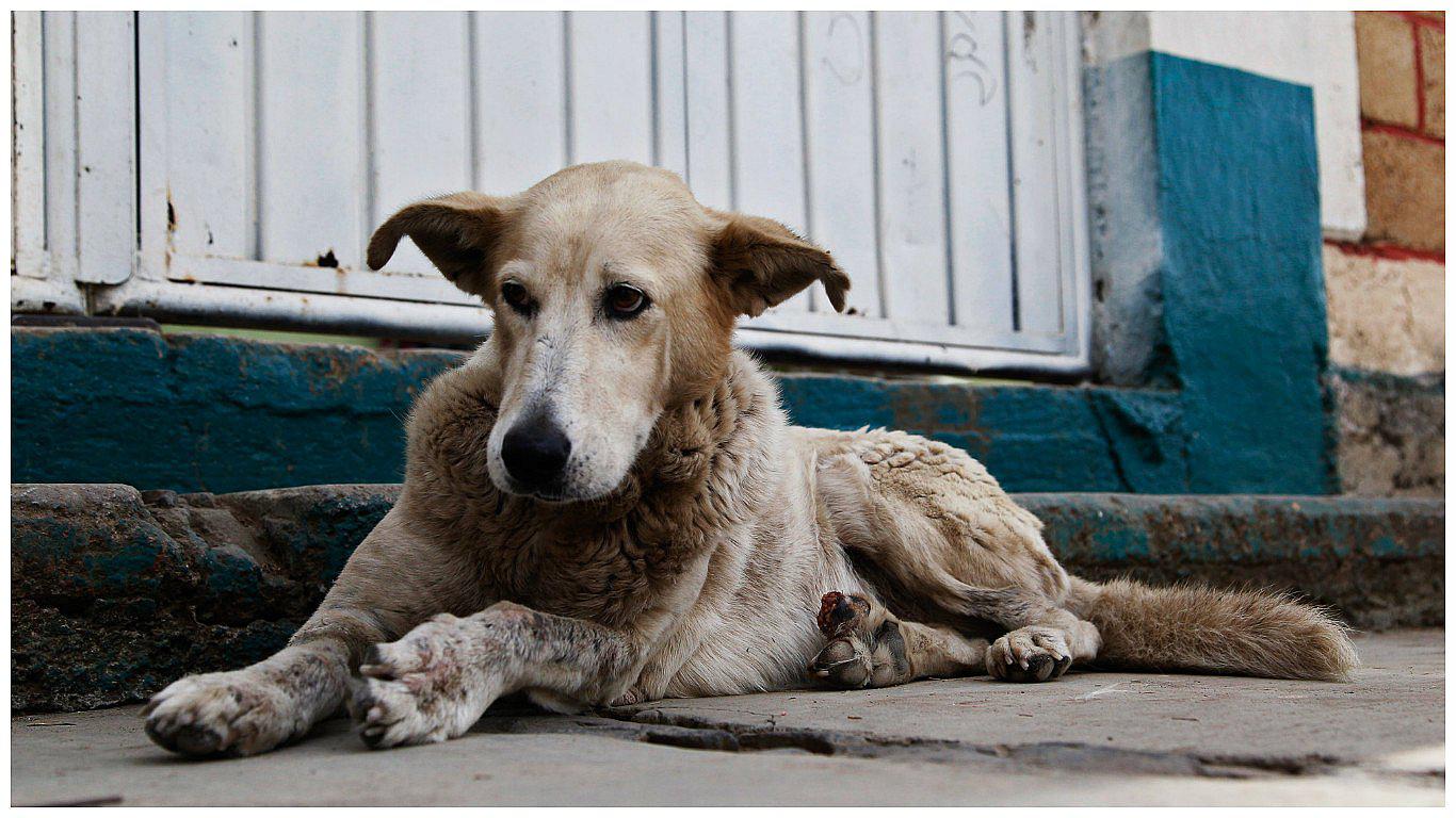 Este es el primer país sin perros callejeros ¿cómo lo logró?