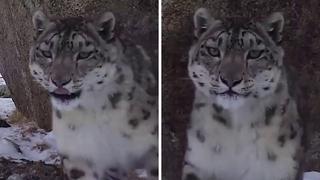 El instante en que un leopardo de las nieves intenta comerse una cámara espía