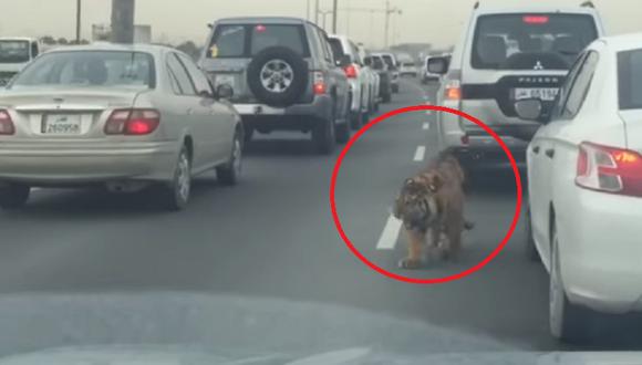 YouTube: Tigre suelto causa terror en plena autopista [VIDEO]