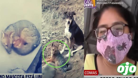 Compró un perro ‘Siberiano’ en el Centro de Lima, pero le vendieron un zorro | FOTO: Captura 24 horas