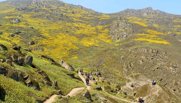 Las Lomas de Mangomarca contribuyen con la preservación de especies en peligro de extinción y son aliados claves en la lucha contra el cambio climático. (Foto: Agencia Andina / Difusión)