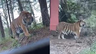 Tigre adulto y de gran tamaño fue visto en carretera de Jalisco | VIDEO