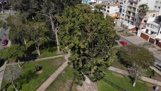 Pueblo Libre: árbol que plantó el libertador San Martín hace 200 años sigue en pie ¿cuál es su secreto?