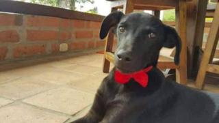 Denuncian que profesora mató a perro manso, a patadas, delante de sus alumnos