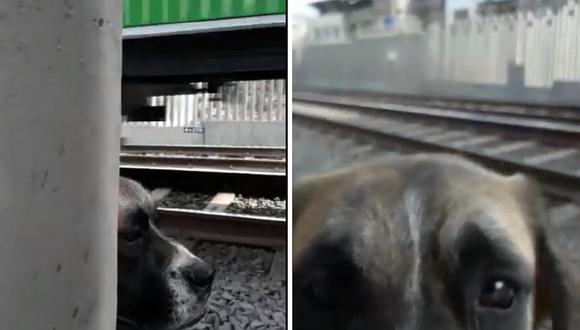 Perrito queda atrapado en los rieles del tren de la Línea 1 (VIDEO)