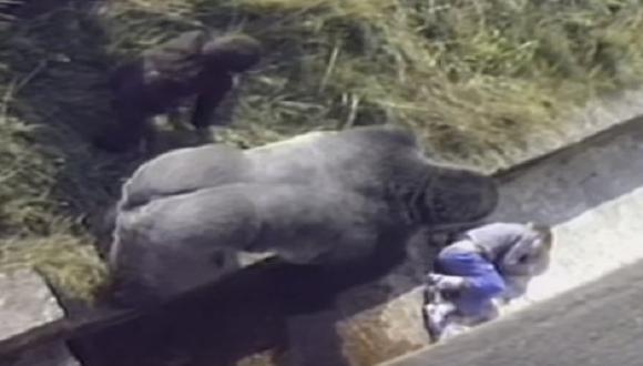 ​YouTube: Niño cae dentro de jaula de gorila y esto fue lo que pasó [VIDEO]