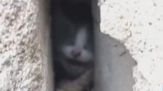 El impactante rescate de un gato atrapado entre dos paredes | VIDEO