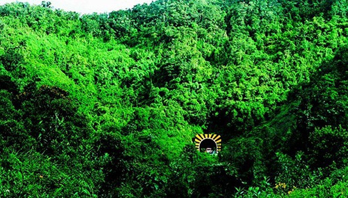 El Área de Conservación Regional Bosque Montano de Carpish abarca varios distritos. (Foto: Inforegion)