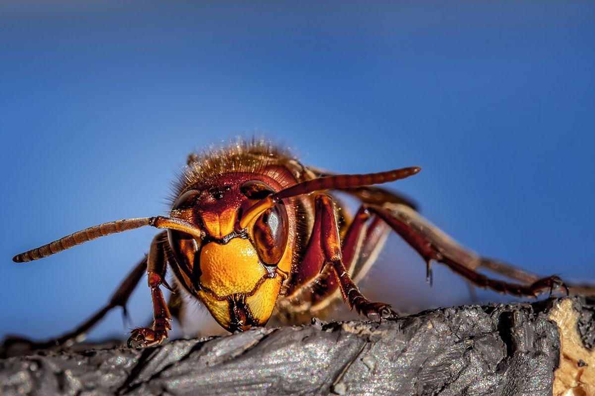 La avispa asesina es mucho más grande que la avispa autóctona y destaca por ser de color marrón en vez de amarillo y negro (Foto: Pixabay)