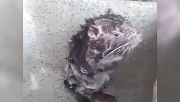 Especialista revela la verdad de la rata que se baña (VIDEO)