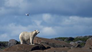 Un oso polar mata a dos personas en Alaska y luego es sacrificado