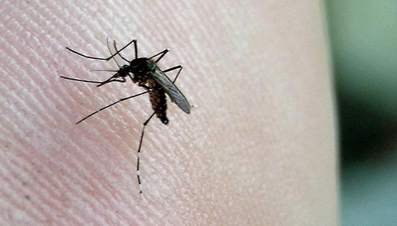 El mosquito Aedes Aegypti es el principal transmisor del dengue (Foto: Andina)