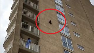 Mapache salta del noveno piso y tiene un final inesperado (VIDEO)