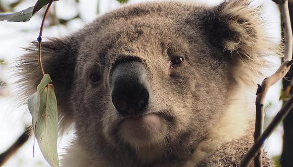 ONG declara "funcionalmente extinto" al Koala 