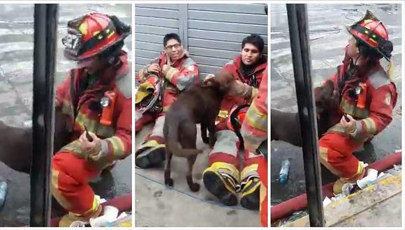 Incendio en Las Malvinas​: perrito aparece en medio de siniestro y sorprende a bomberos (VIDEO)