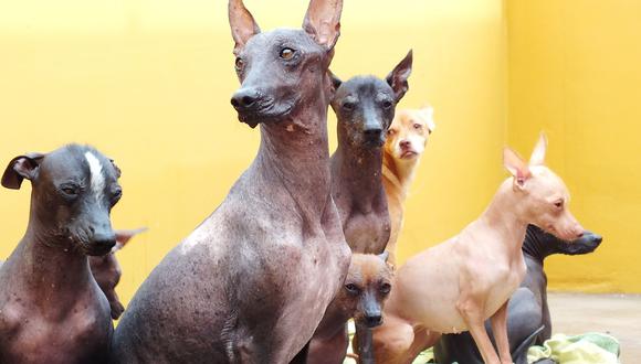 El domingo 12 de junio se celebrará el Día del Perro Peruano sin Pelo.