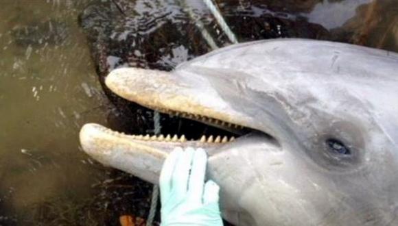 Aparición de delfines muertos en EEUU alarma a expertos 