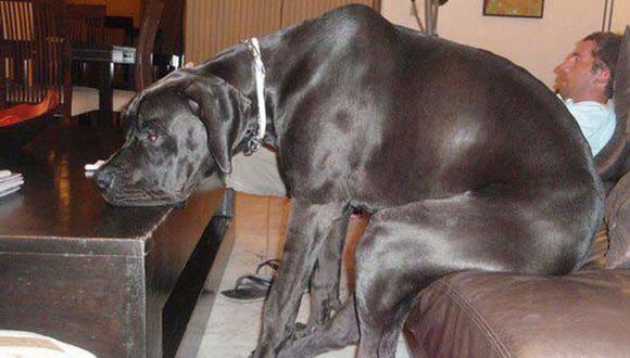 Giant George: El perro más grande del mundo murió 