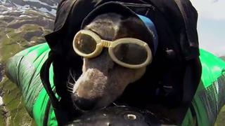 Perro realiza increíble salto en paracaídas [VIDEO] 