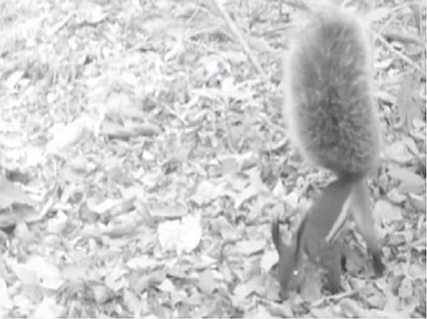 ​Youtube: Graban por primera vez a la 'ardilla vampiro' de Borneo