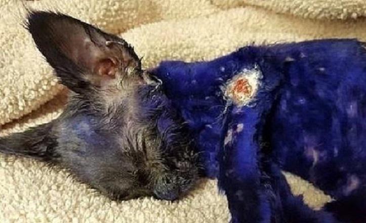 Facebook: Gato pintado de azul y usado como 'juguete' de perro de pelea tiene final feliz 