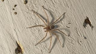 Anuncian que arañas gigantes invadirán Gran Bretaña