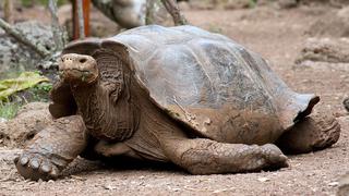 Rara tortuga se reproduce cada vez más en isla de las Galápagos 