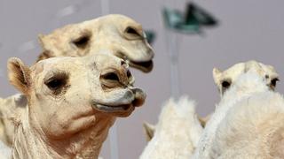 Inyectan bótox a labios de camellos para que ganen certamen de belleza