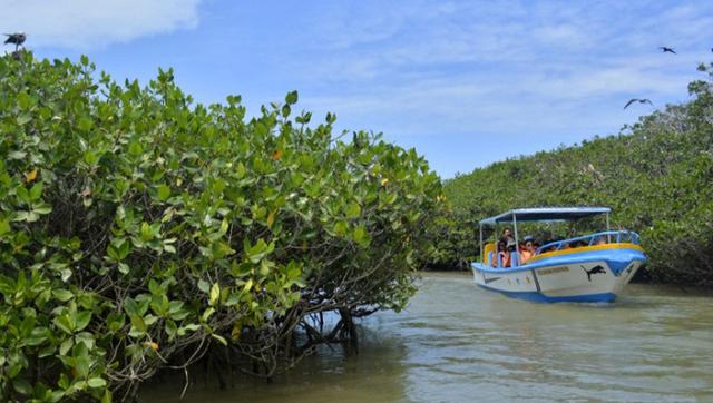 Puerto Pizarro es el lugar donde parten las agencias de turismo a conocer los Manglares. (Foto: GEC)