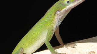 Lagarto cubano invade Brasil y amenaza con arrasar a fauna local